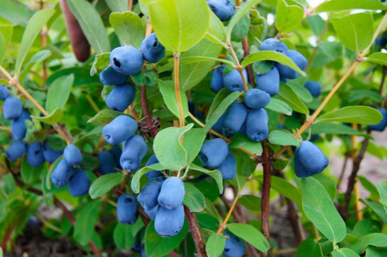 Lonicera caerulea