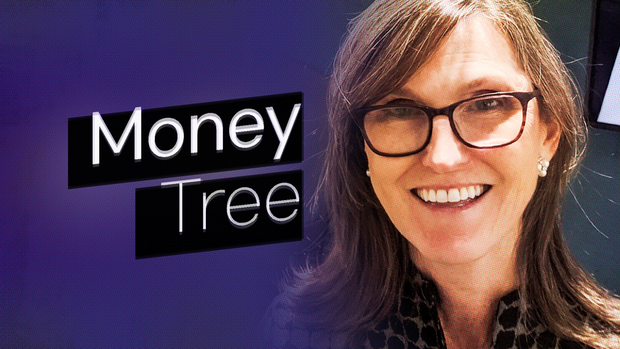 #돈 나무 #캐시우드