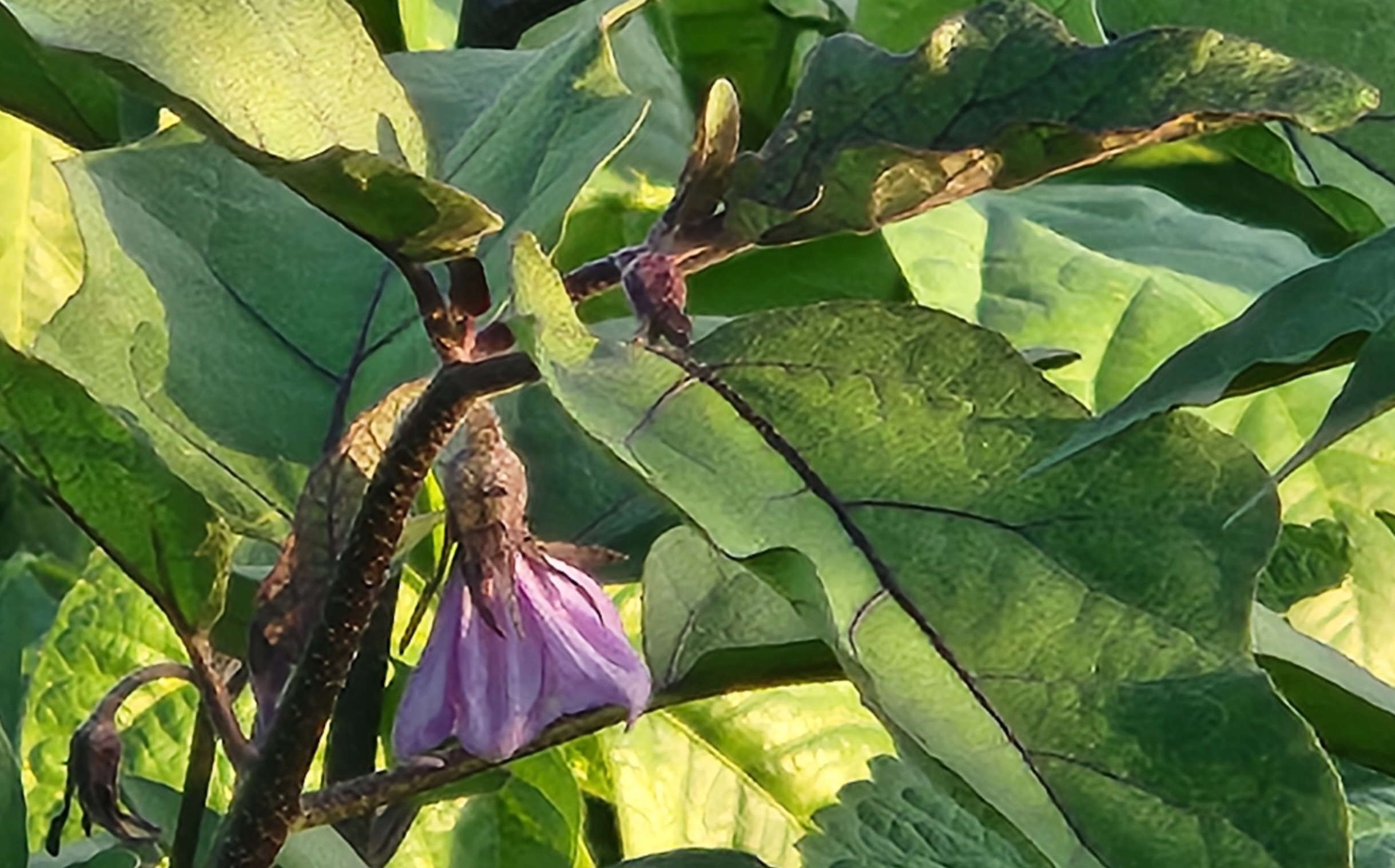 보랏빛 가지꽃이 넓은 잎 사이로 피어난 모습, 꽃차로 즐길 수 있는 자연의 향기