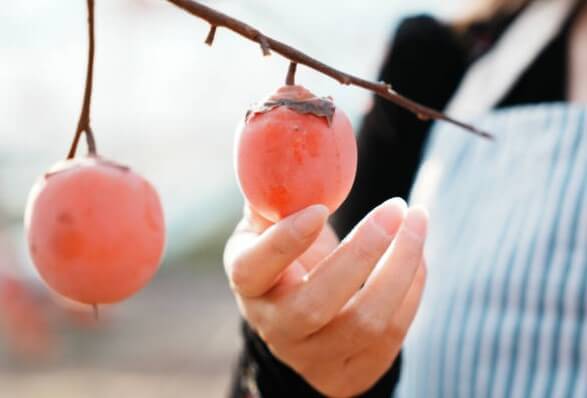 홍시의효능부작용