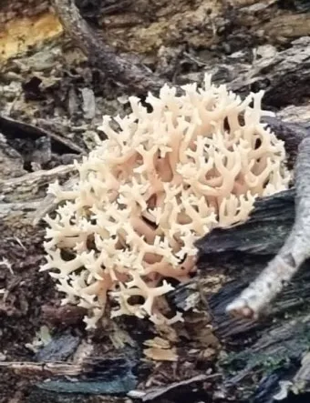 싸리버섯 효능 종류 채취시기 제철 손질법 요리법싸리 보관방법 정리_23