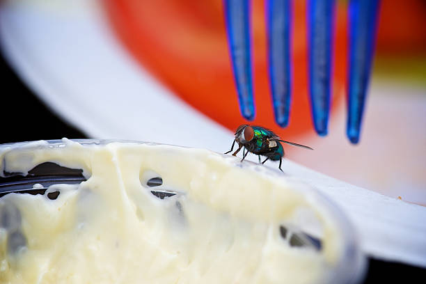 곤충도 고통을 느낄까? 곤충 식품의 윤리적 논란