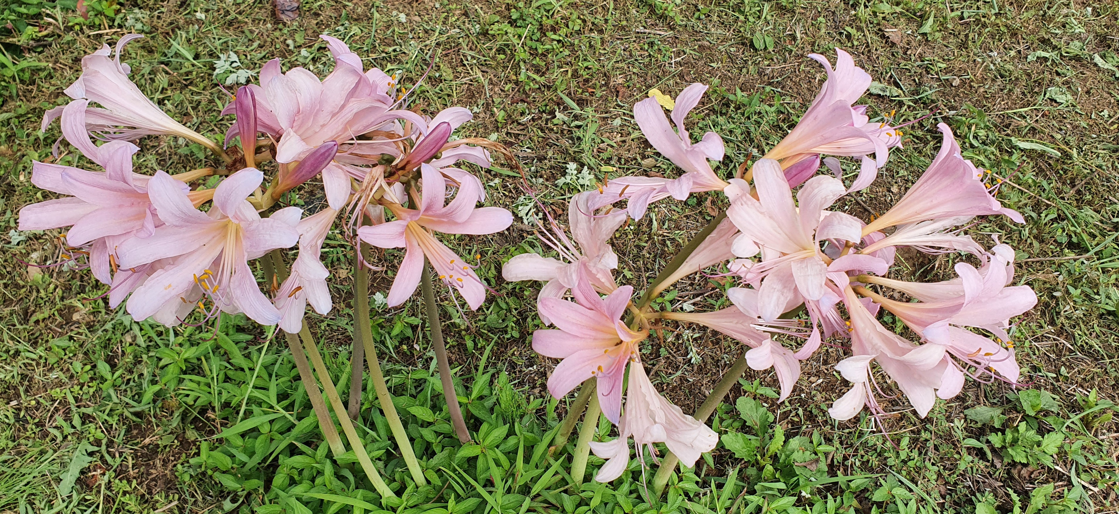 고운 색감의 상사화가 핀 정원
