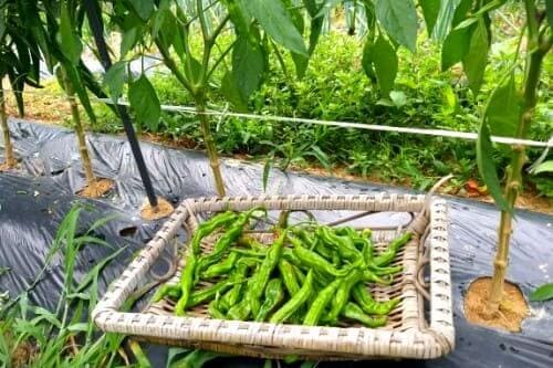 풋고추-재배-꽈리고추-수확