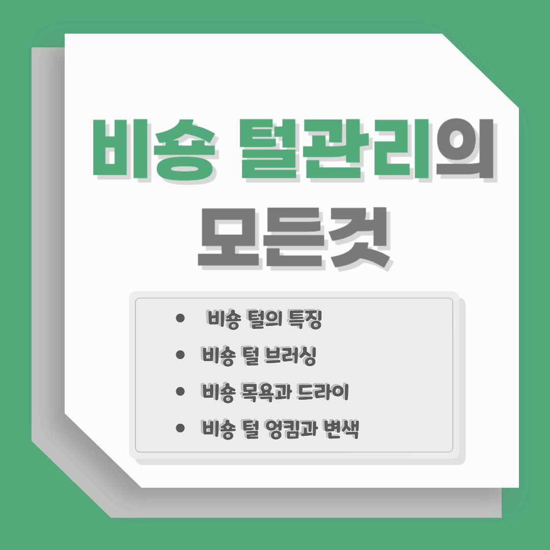 비숑 털 관리의 모든 것