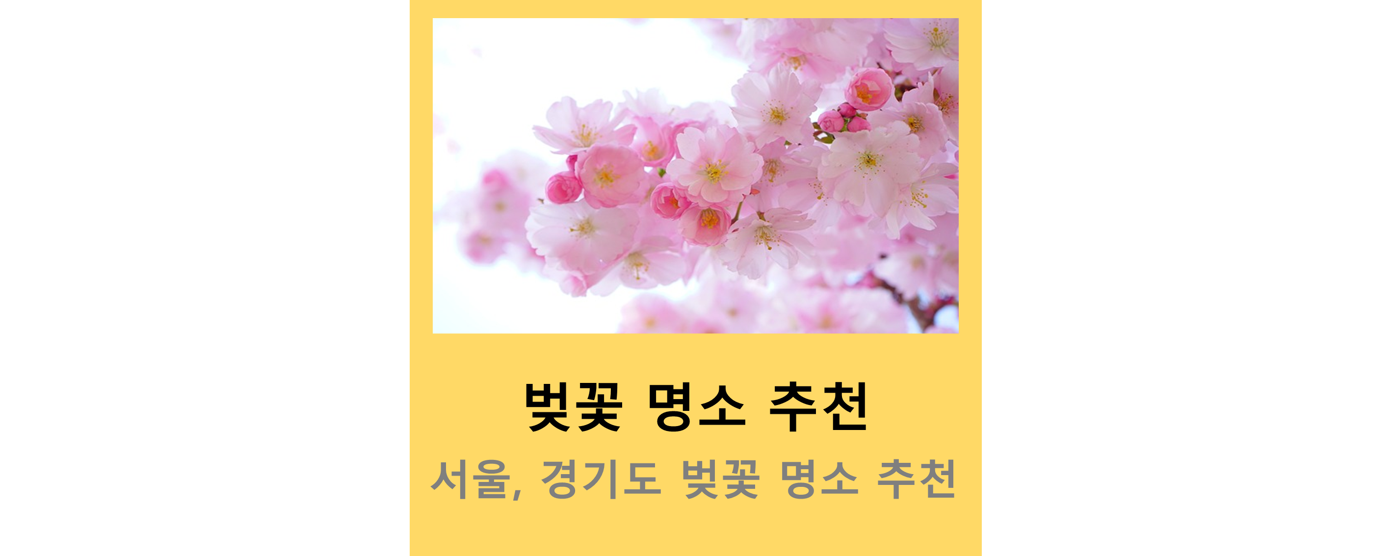 벚꽃