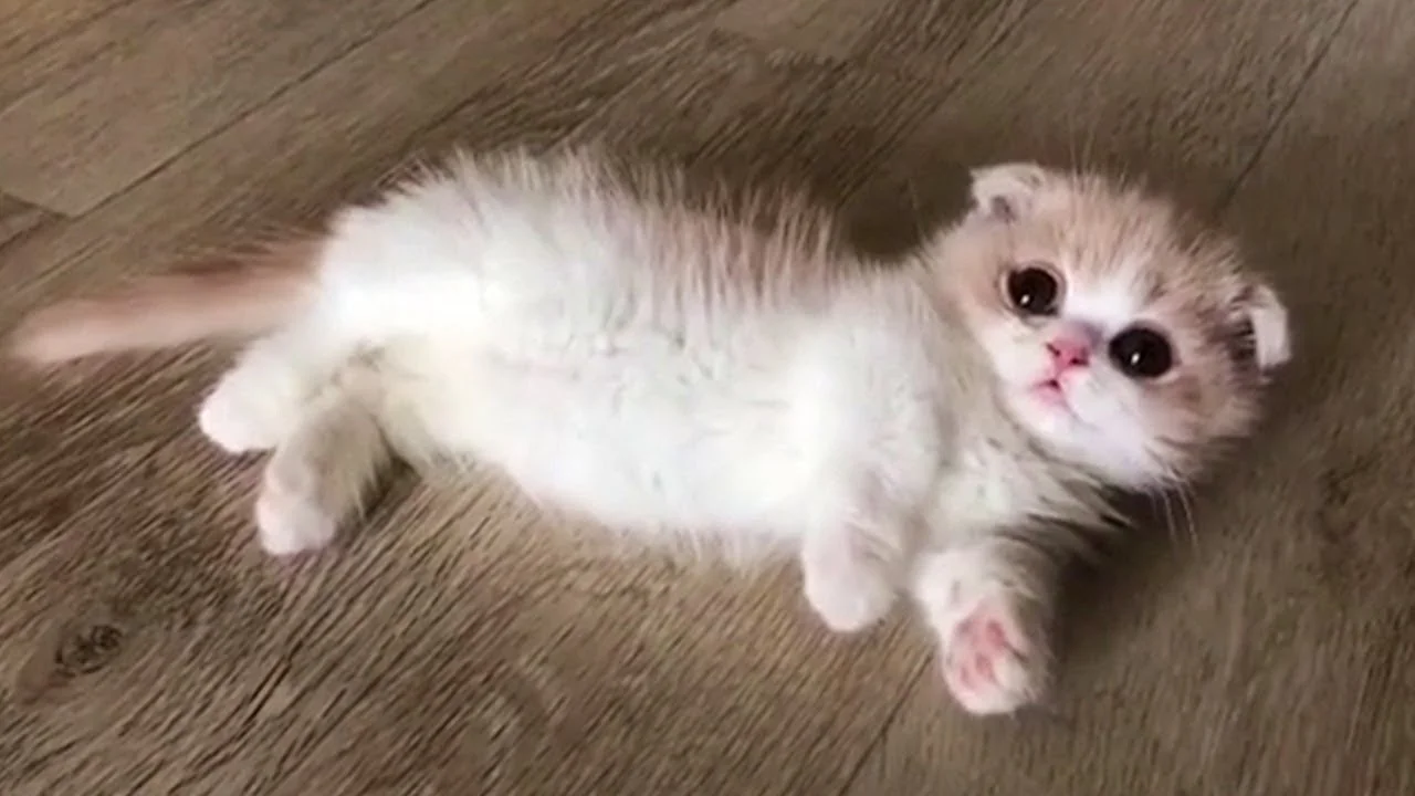 아기 먼치킨 고양이