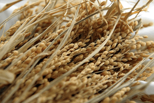 셀레늄이 많은 음식17