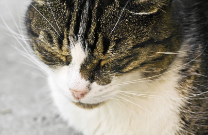 눈을 감는 고양이.