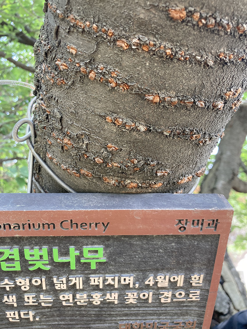 겹벚나무