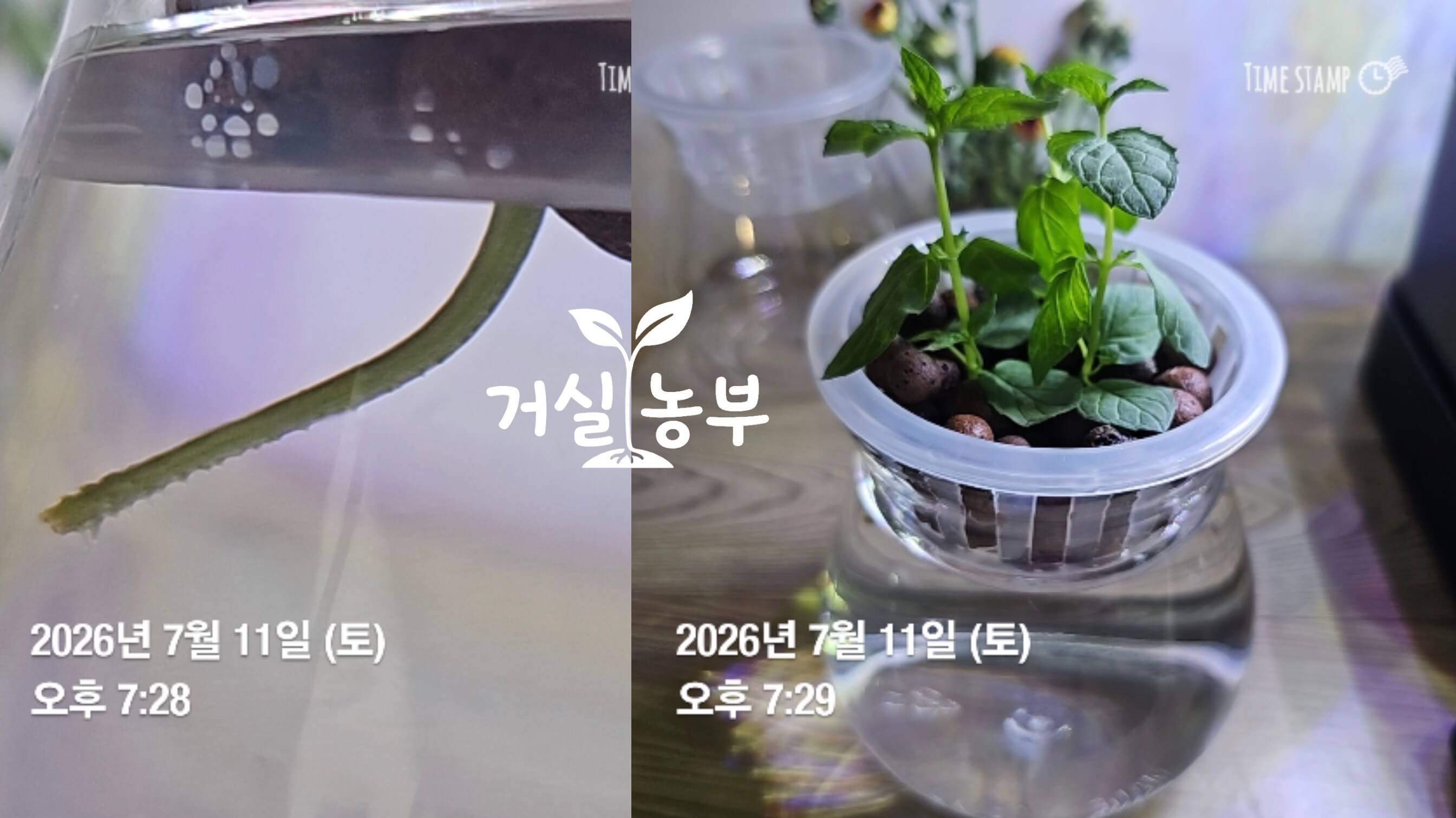 페퍼민트 물꽂이 4일차 처음 나온 흰 뿌리
