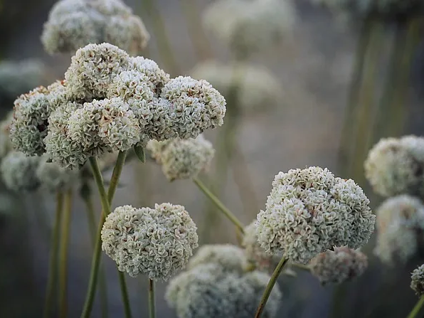 메밀 활용 방법