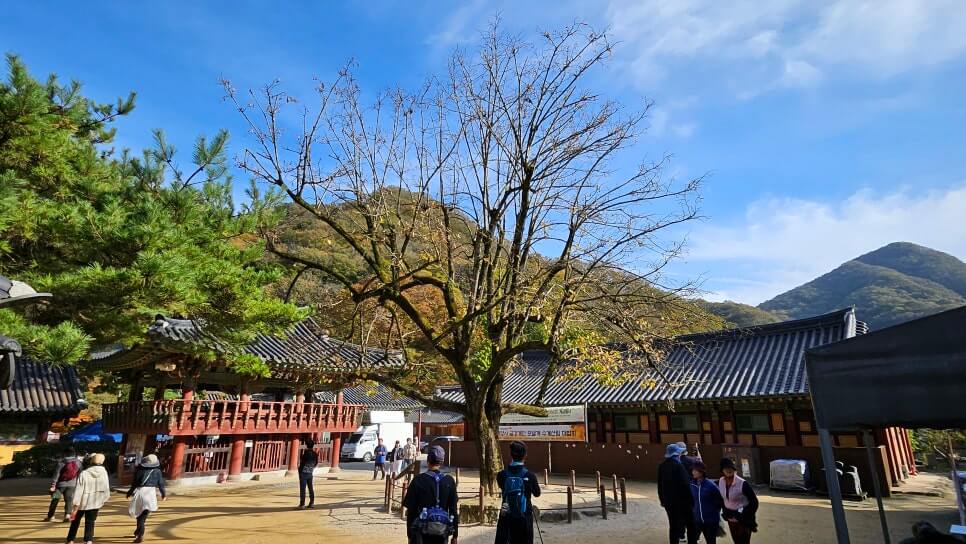 장성 백양사 : 호남을 대표하는 천년 고찰과 백암산의 깊은 자연 붉은 애기단풍