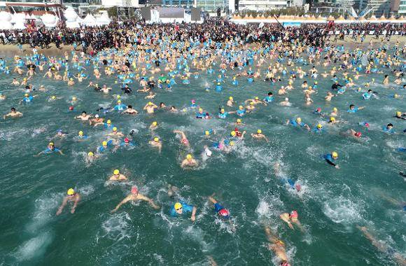 해운대 북극곰 축제 북극곰 수영 대회1