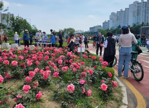 서울장미축제2