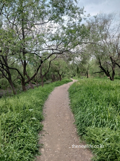 서울 여의도 샛강생태공원의 울창한 나무 아래 펼쳐진 부드러운 진흙 흙길, 인위적인 포장 없이 이어진 맨발 걷기 좋은 길