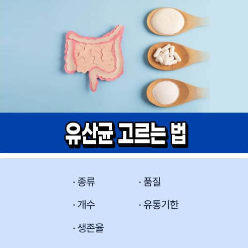 블랙베리_프로바이오틱스