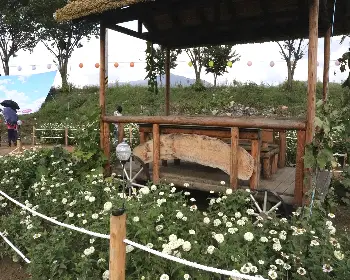 평창 백일홍 축제_36