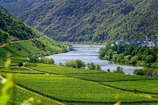 https://cdn.pixabay.com/photo/2019/07/14/10/48/vineyards-4336787_640.jpg