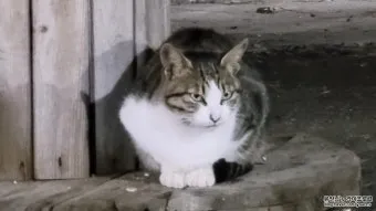 집고양이 vs 길고양이 평균 수명 차이 심층 분석_4