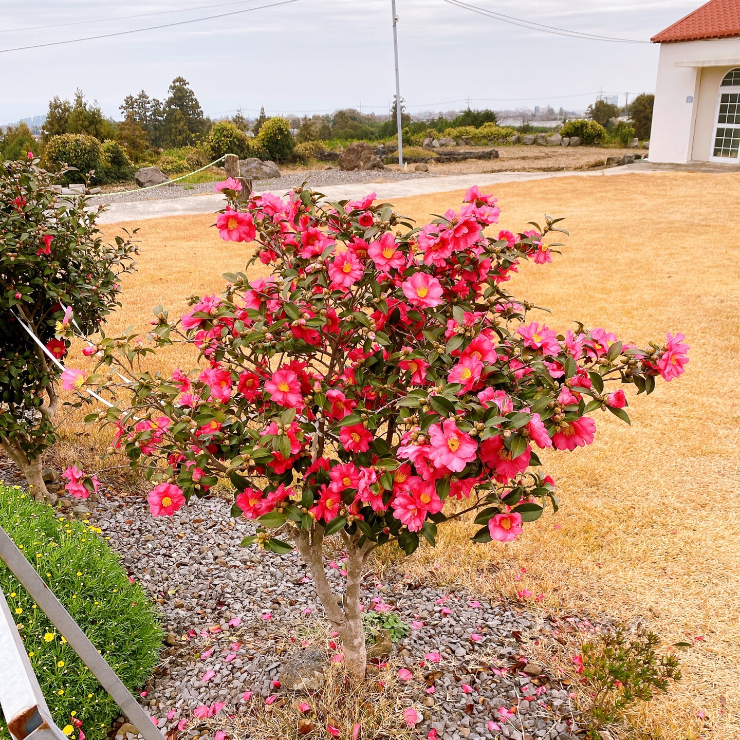 제주 애월 하트시그널3 빨간지붕 이너프 카페