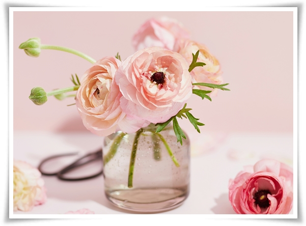 "라넌큘러스" 봄의 로맨스를 담은 매혹적인 매력의 꽃 봄의 요정!