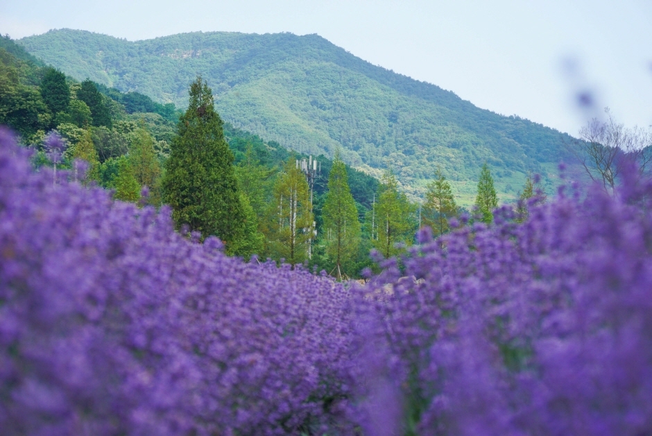 광양 가볼만한곳 - 사라실라벤더시험재배단지