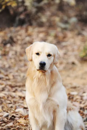 골든 리트리버 분양 가격 성격 장단점_16