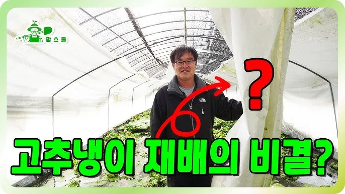 냉이 재배 가을 파종 월동 보온 봄 수확_8