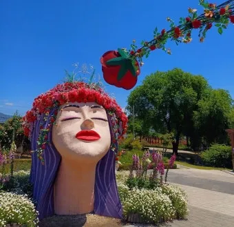 오늘이 아니라면 최적의 개화 시기는 언제인지 곡성세계장미축제에서 확인하세요_8