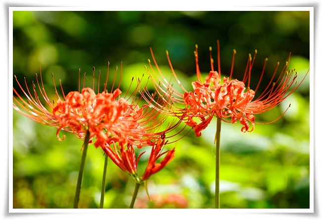 &quot;상사화&quot; 이루어질 수 없는 사랑의 꽃, 그 아름다움과 가치!