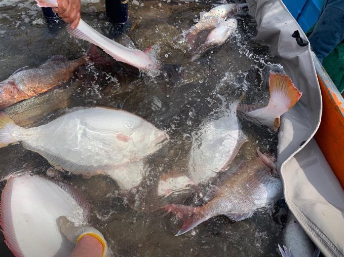 6시내고향 서천 광어 썸네일