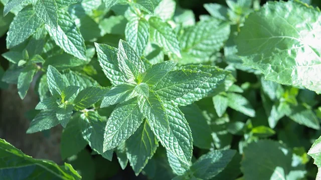 페퍼민트 잎파리