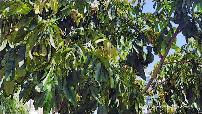 중국굴피나무(Celtis sinensis), 동의보감에도 수록된 약용 나무