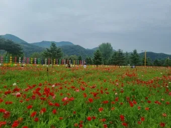 자라섬 꽃 페스타 2025 행사일정 관람 포인트 완전 정리_18