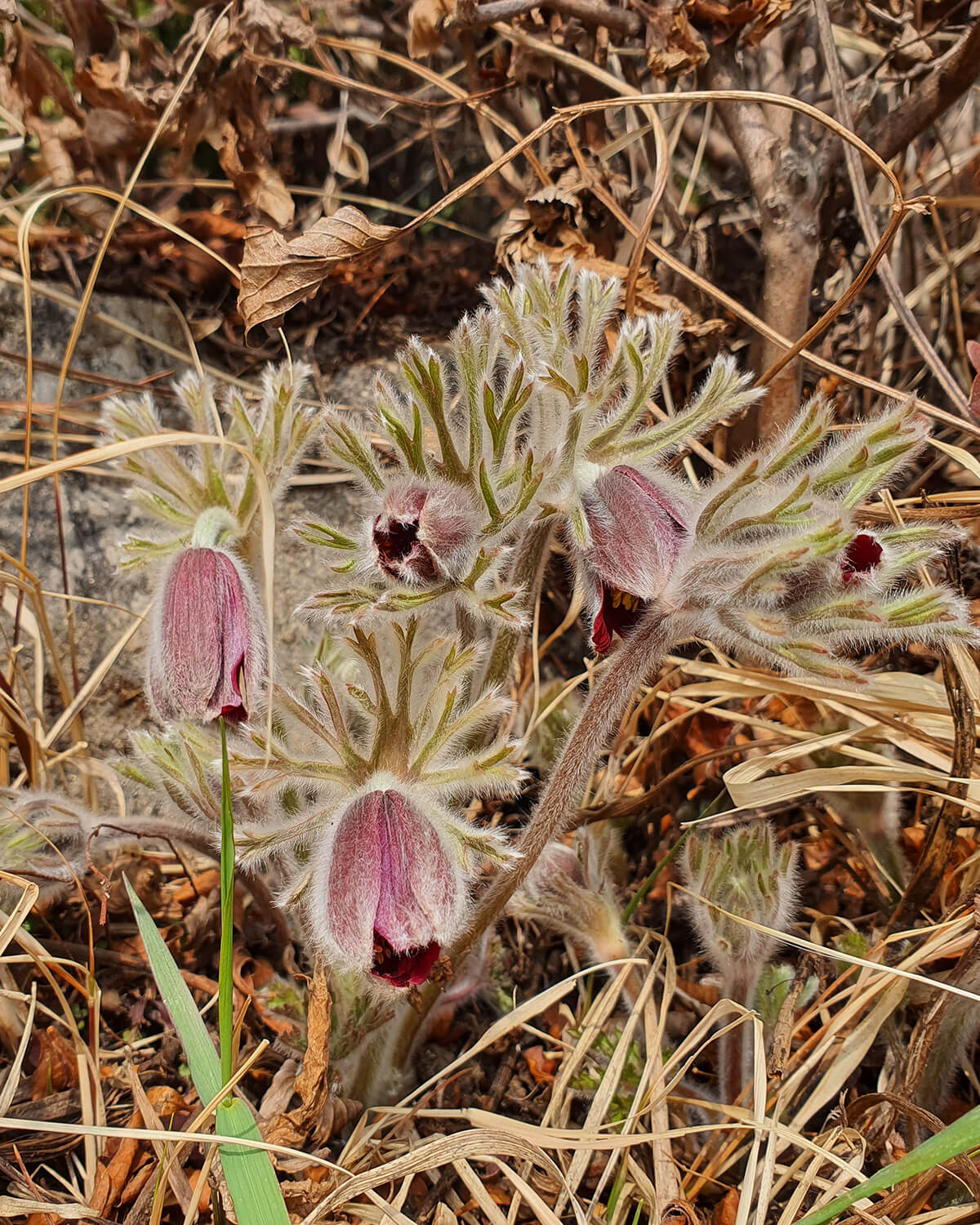 성남시식물원 할미꽃10
