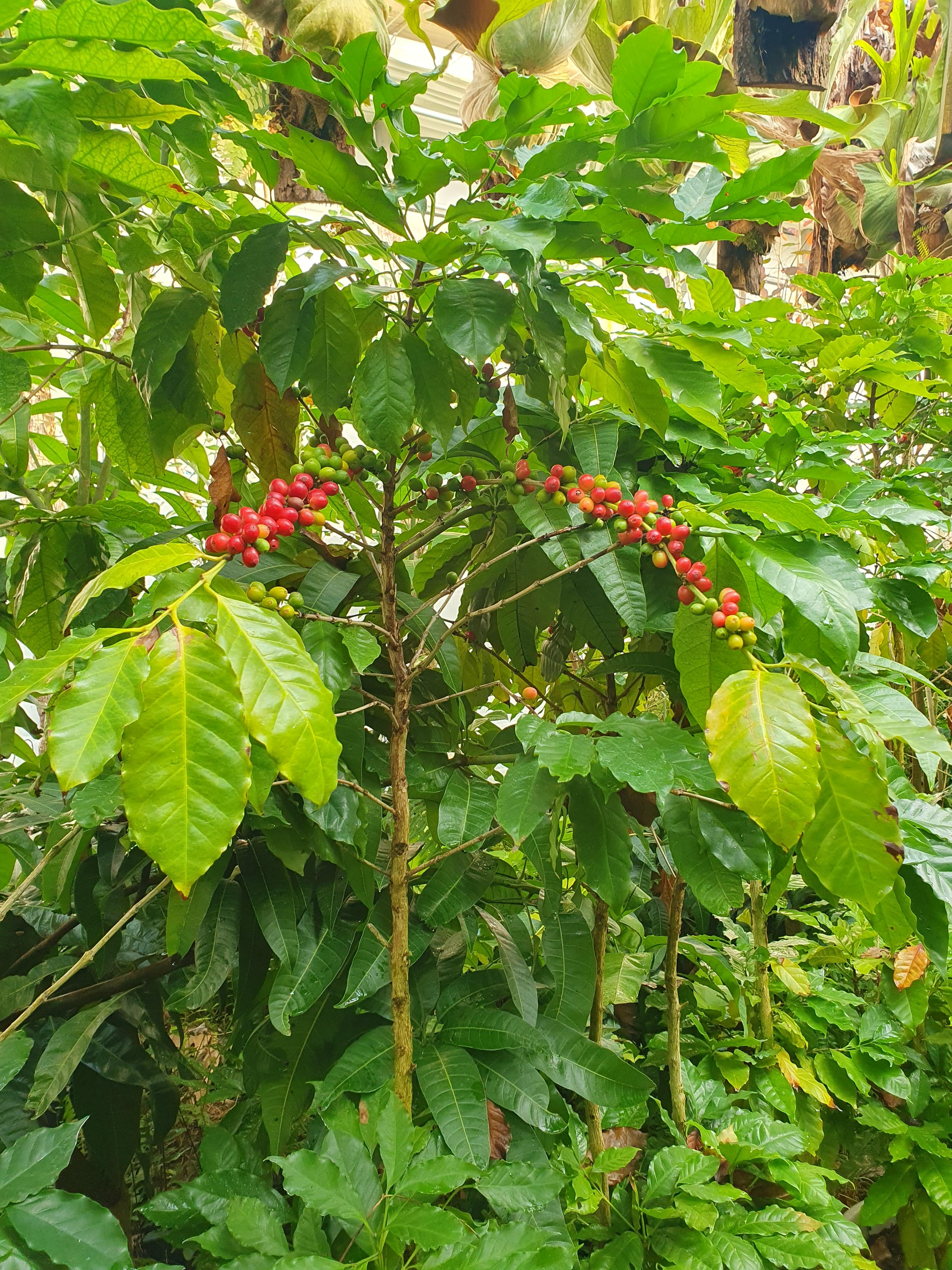 커피나무 사진