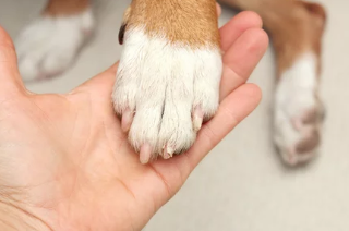 강아지 발바닥/출처:어도비스톡
