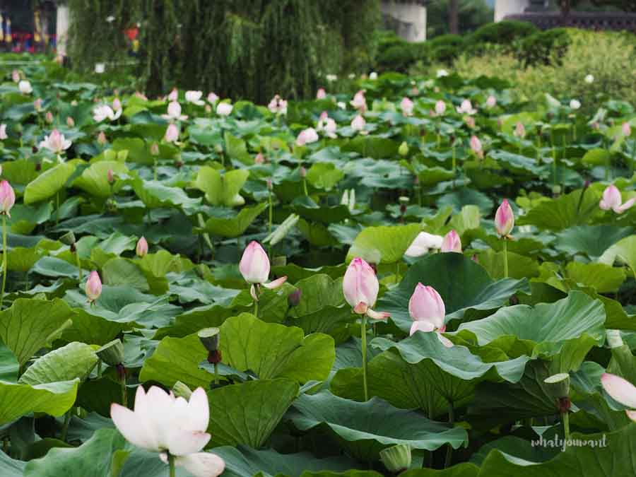 양평 세미원 6월 풍경