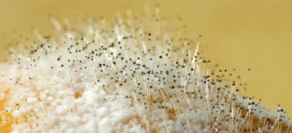 곰팡이 미세 이미지