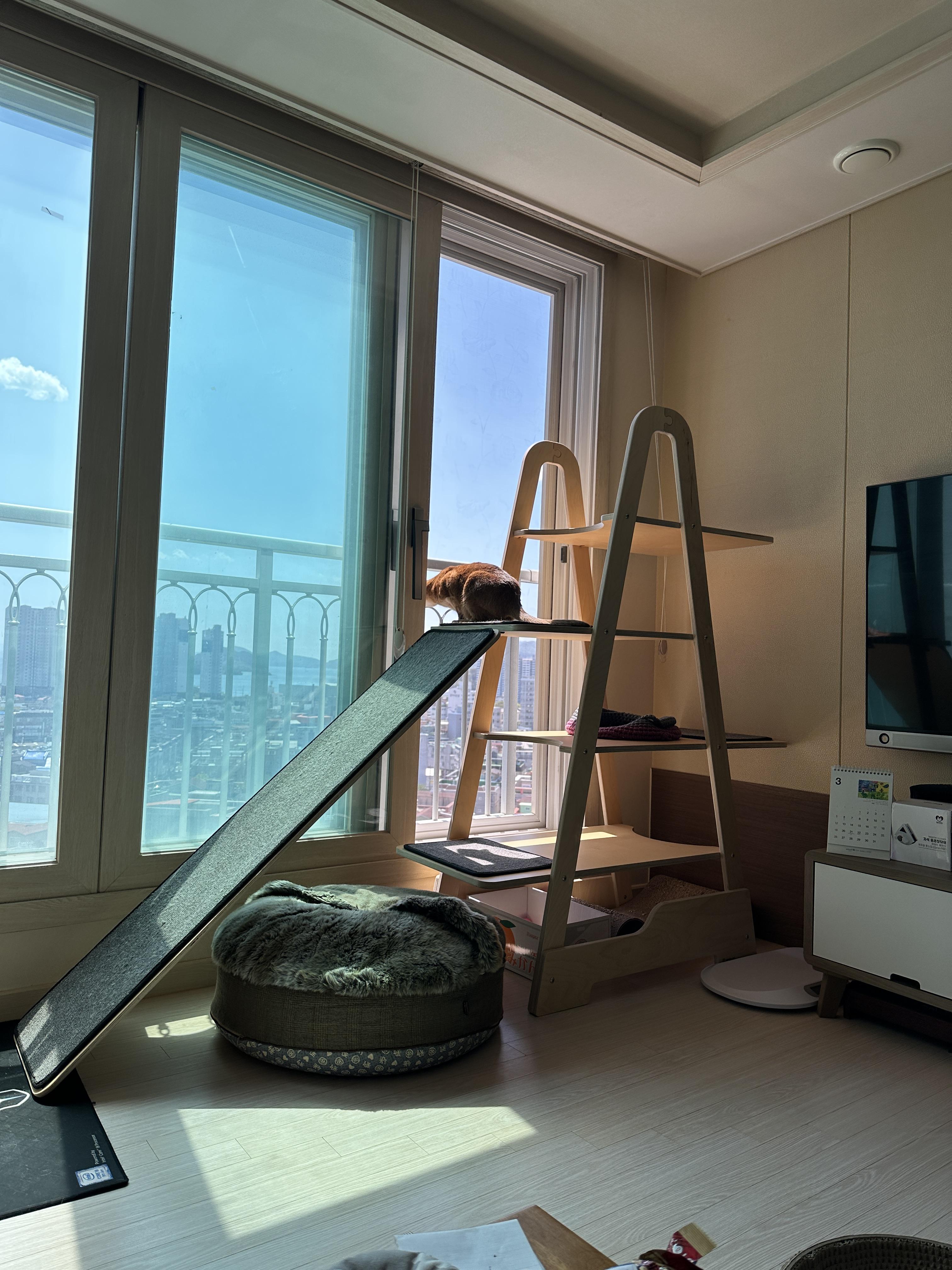 고양이들이 창밖에 벌을 발견했을때 (feat. 루나와 호야의 반응)