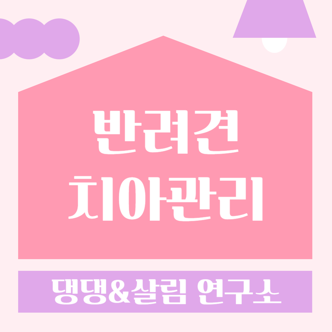 반려견 치아관리