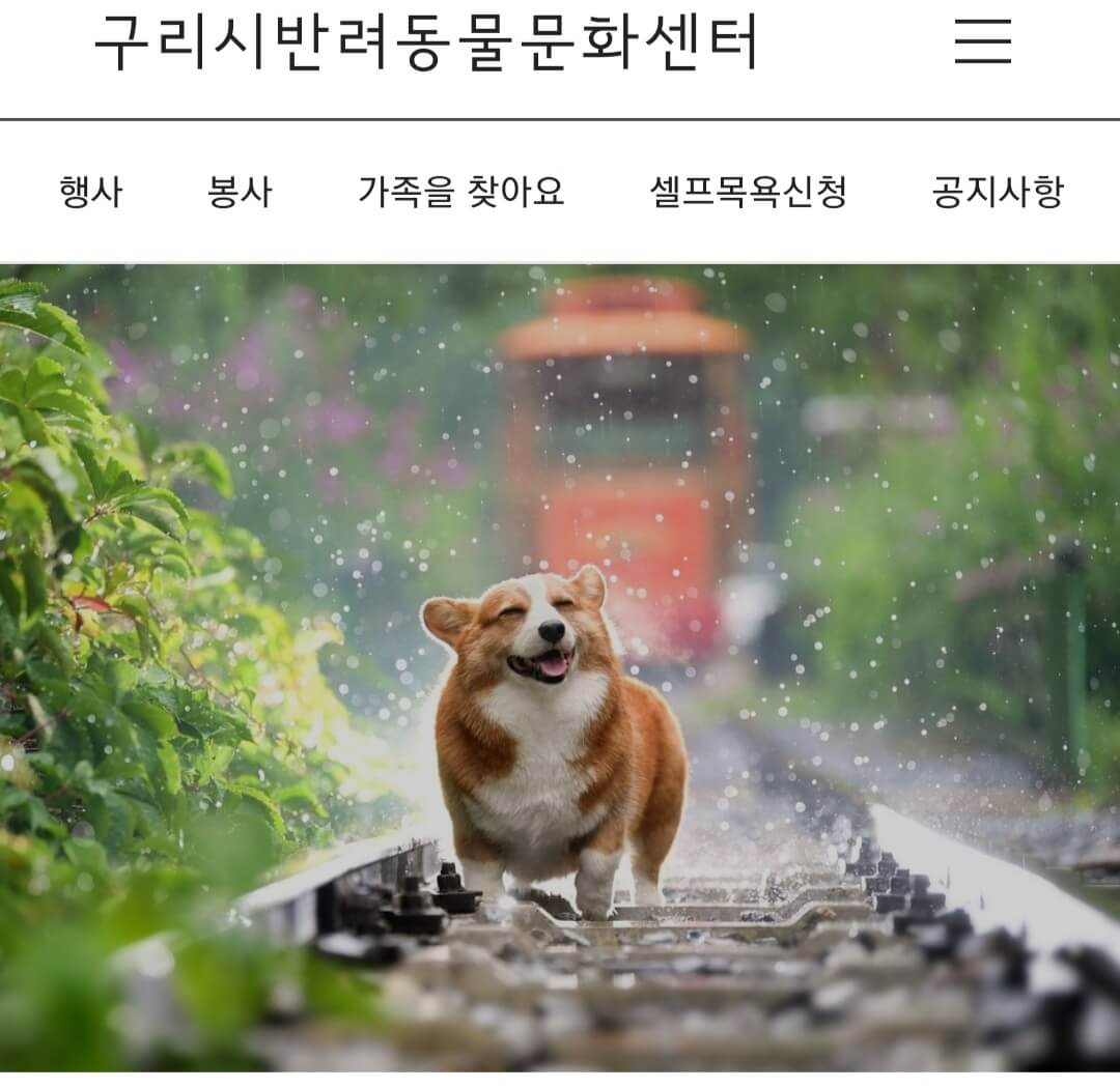 유기견봉사활동-구리시반려동물문화센터