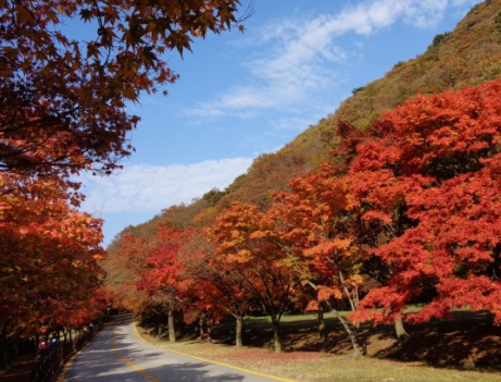 가을에 꼭 가야하는 단풍이 유명한곳 BEST 5곳
