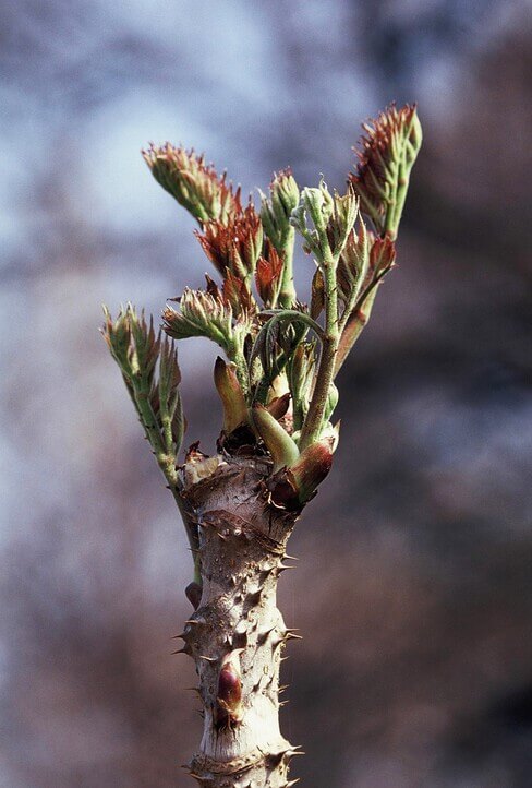 두릅나무에서 나오는 새순