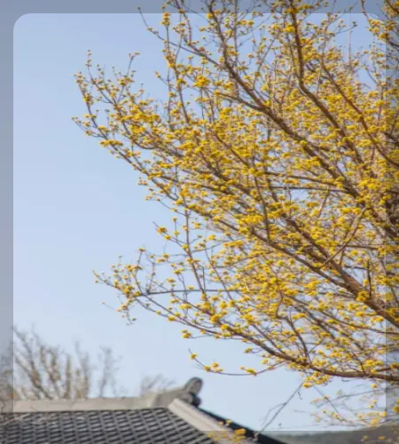 구례 산수유축제_1