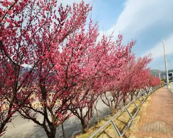 광양 매화축제_28
