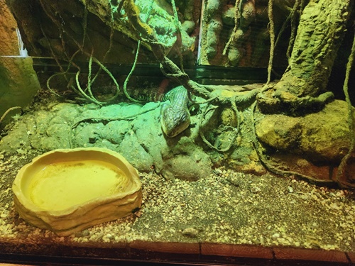 아쿠아플라넷 일산 할인 입장권 저렴한곳 + 다녀온 후기