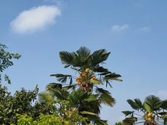 백설희 봄날은 간다 가사 노래 무료듣기_7