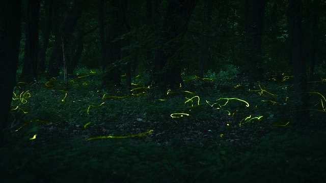 무주-반딧불